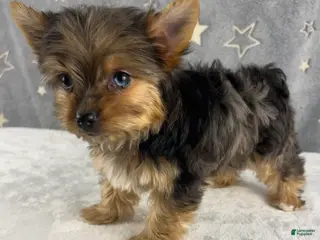 Yorkshire Terrier dogs Poppy - Ad 11