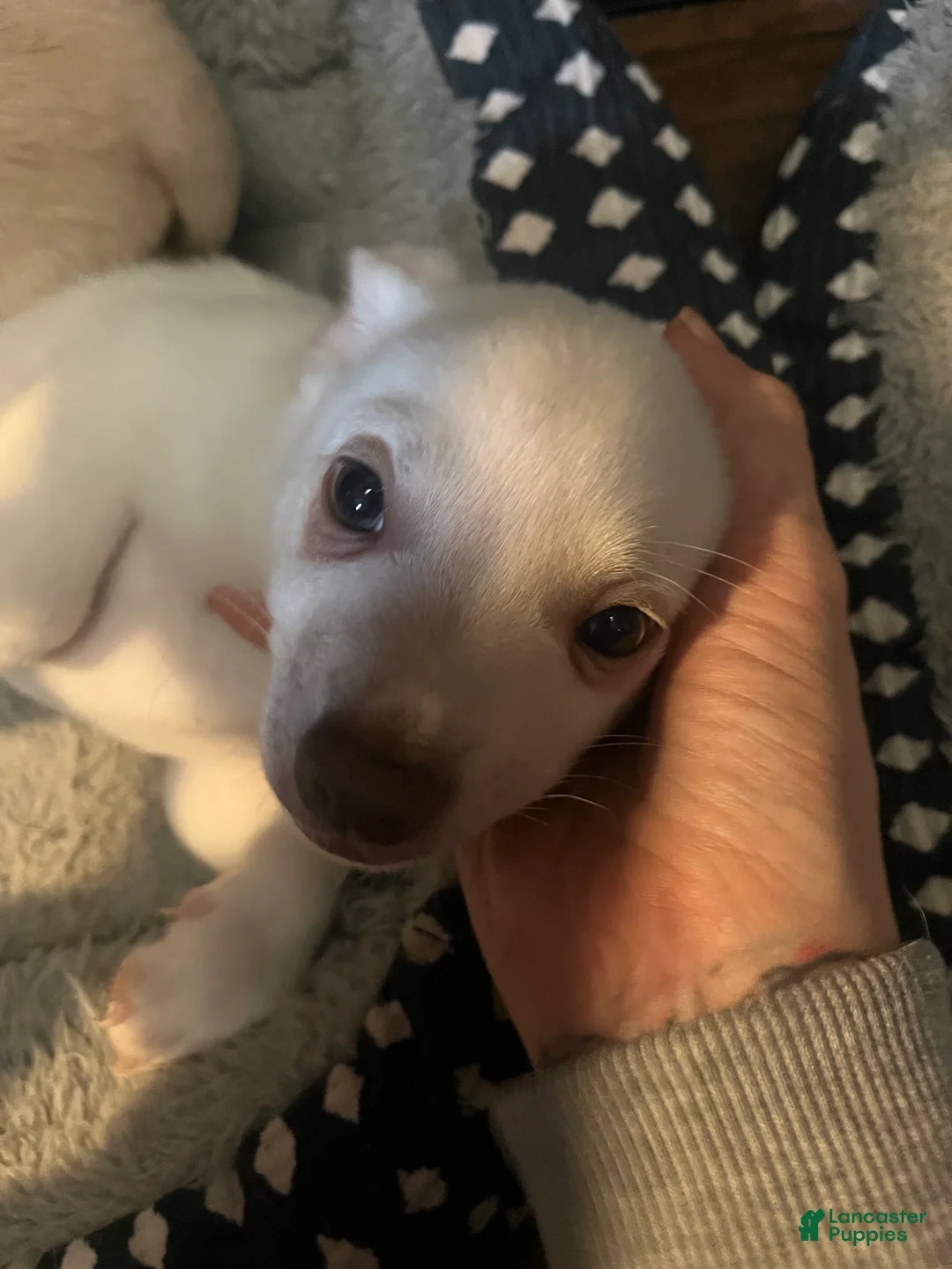 Pomchi dogs for sale: Pomchi Puppy 1 - Ad 2