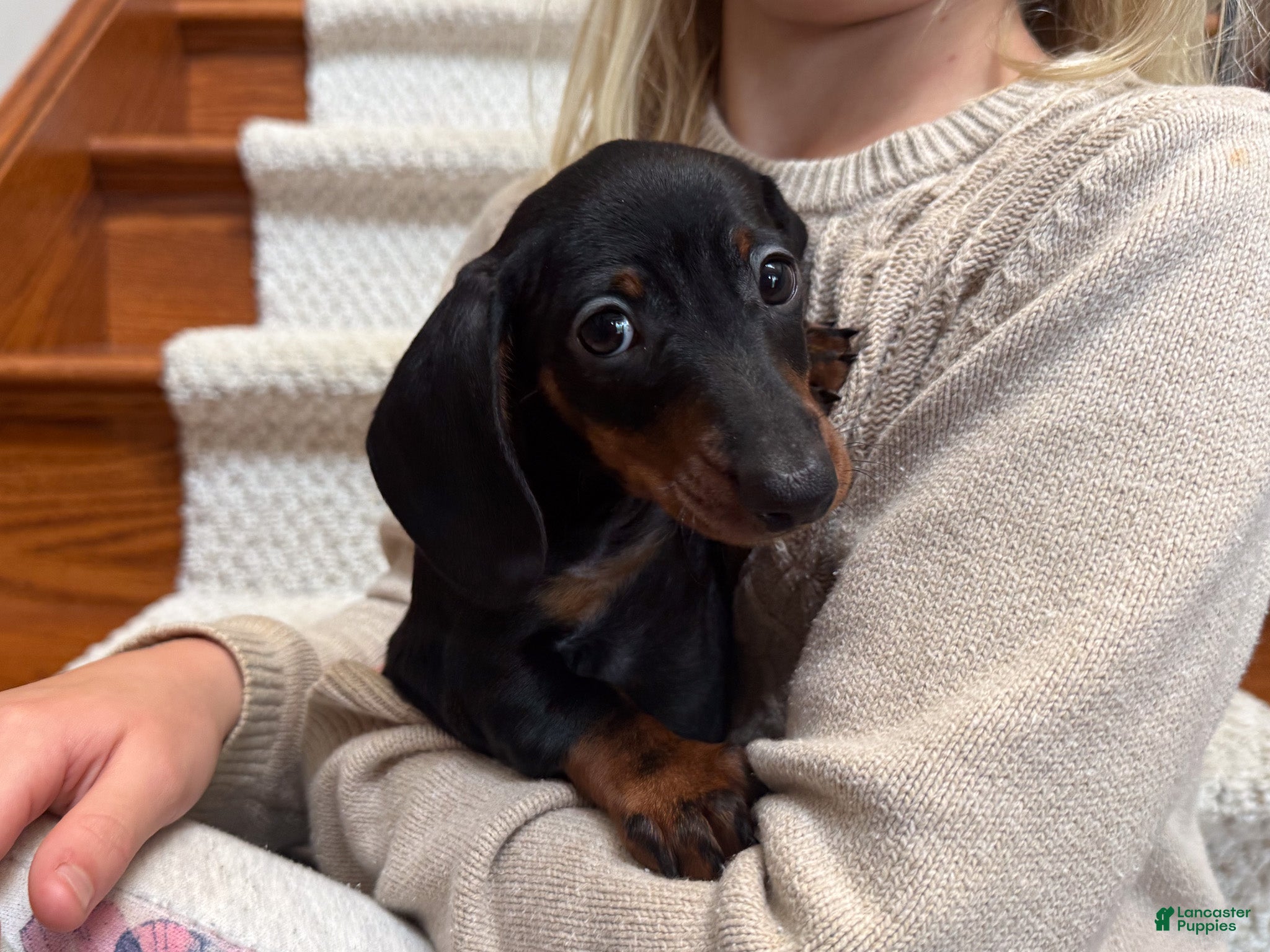 Miniature Dachshund dogs Gus - Ad 2