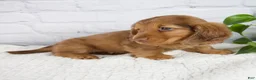 Miniature Dachshund dogs for sale: Faith - Ad 4