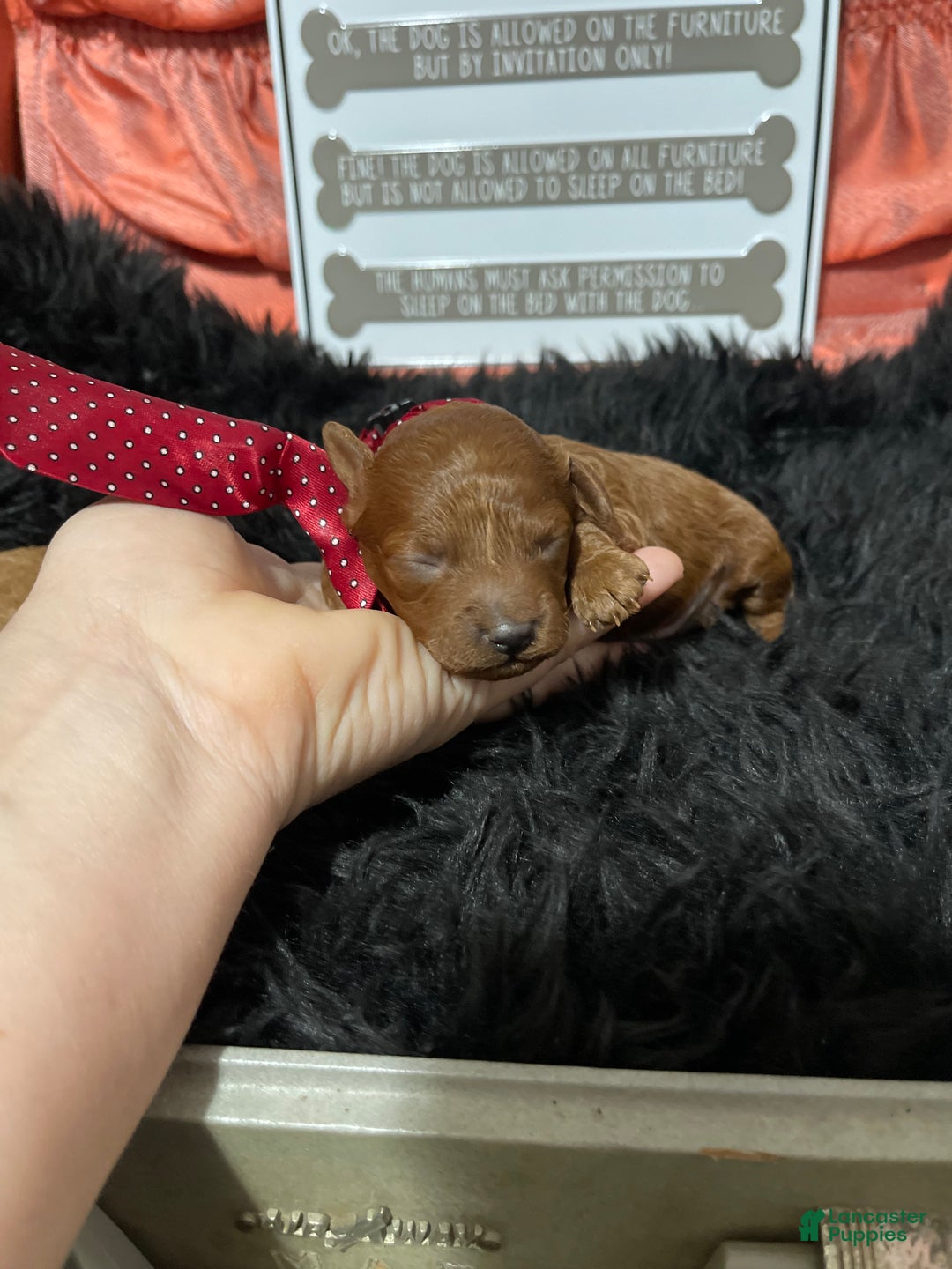 Akc Bred the color Red- Red Tie for sale in Lancaster Puppies