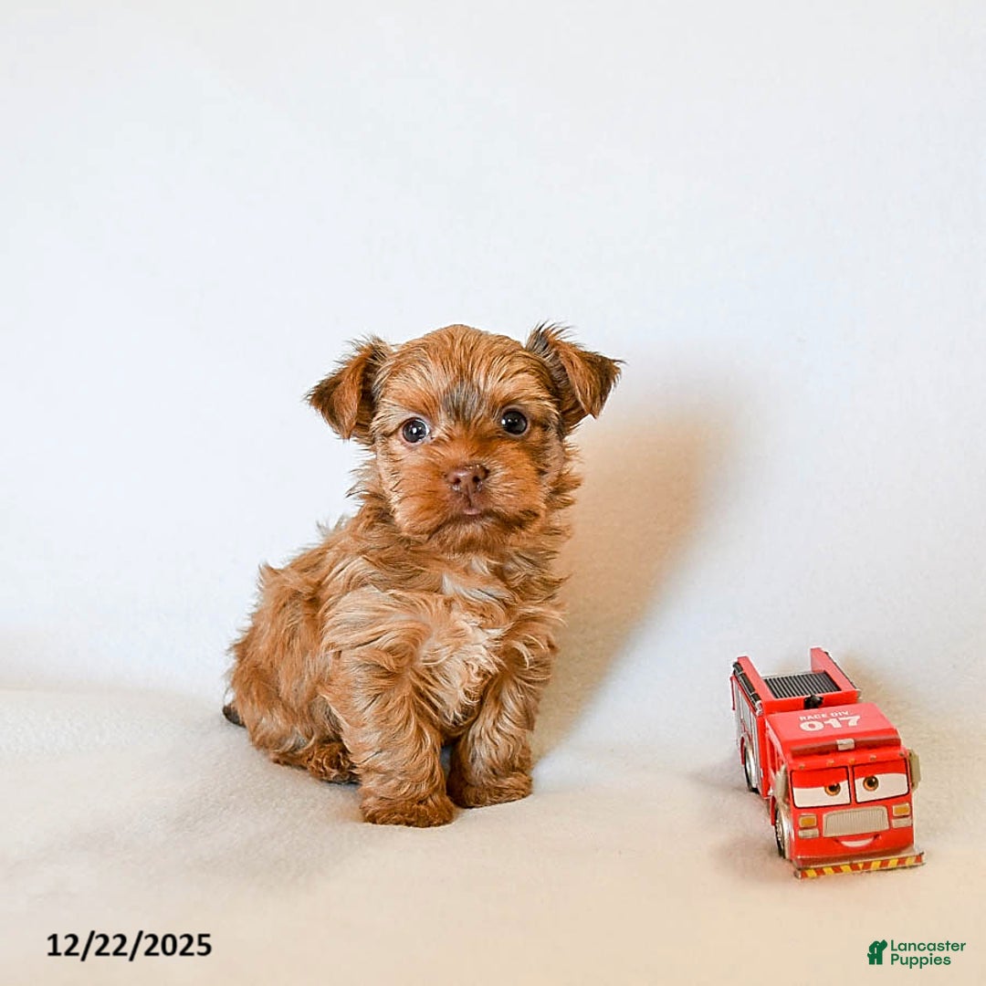 Yorkshire Terrier dogs for sale: Jo jo - Ad 2