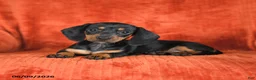 Miniature Dachshund dogs for sale: Angel - Ad 3