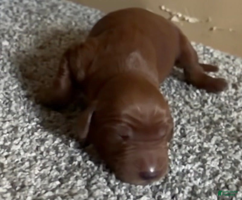 Irish Setter dogs Irish Setter 9 - Ad 18