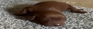 Irish Setter 9