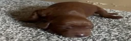 Irish Setter dogs for sale: Irish Setter 9 - Ad 1