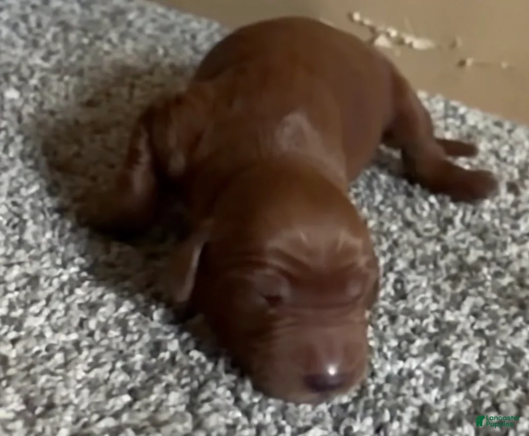 Irish Setter dogs for sale: Irish Setter 9 - Ad 1