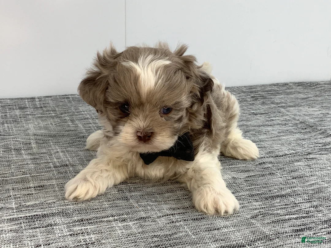 Toy Poodle dogs for sale: Zac - Ad 1