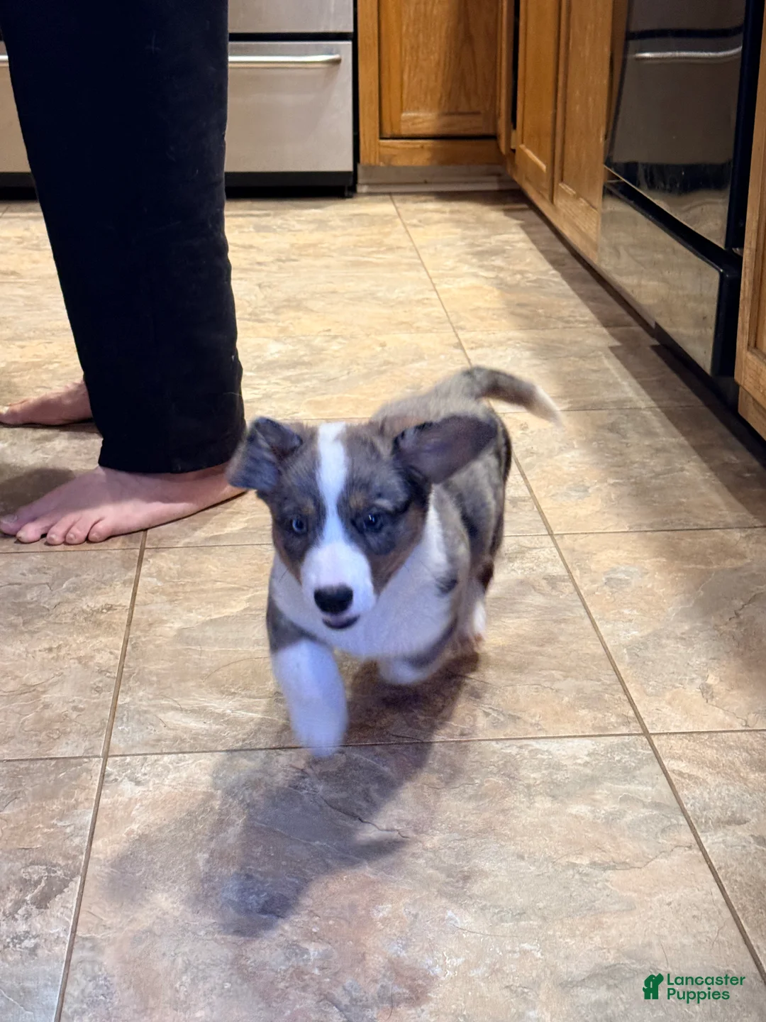 Welsh Corgi Cardigan dogs for sale: Bailie - Ad 3