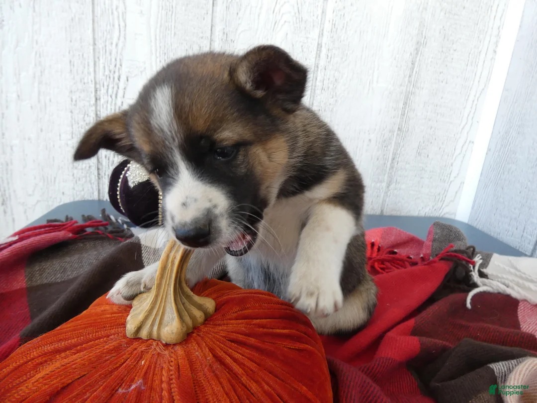 Australian Cattle Dog dogs for sale: Australian Cattle Dog 4 Patch - Ad 2
