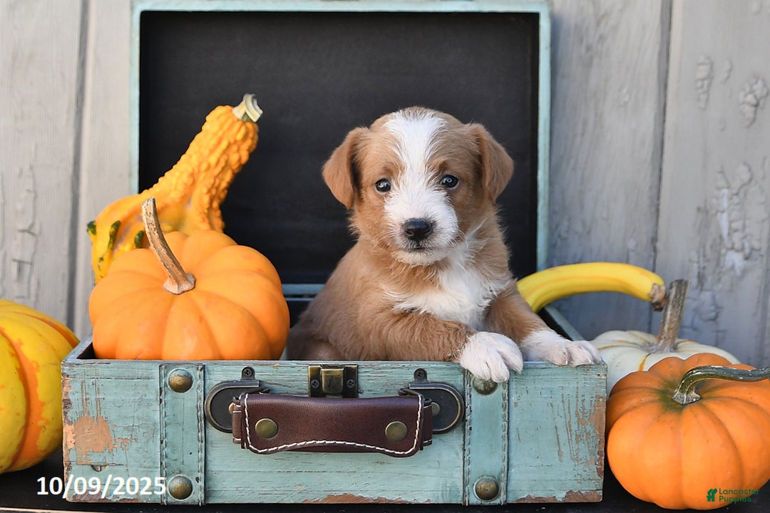 Mixed Breed dogs for sale: Terry - Ad 6