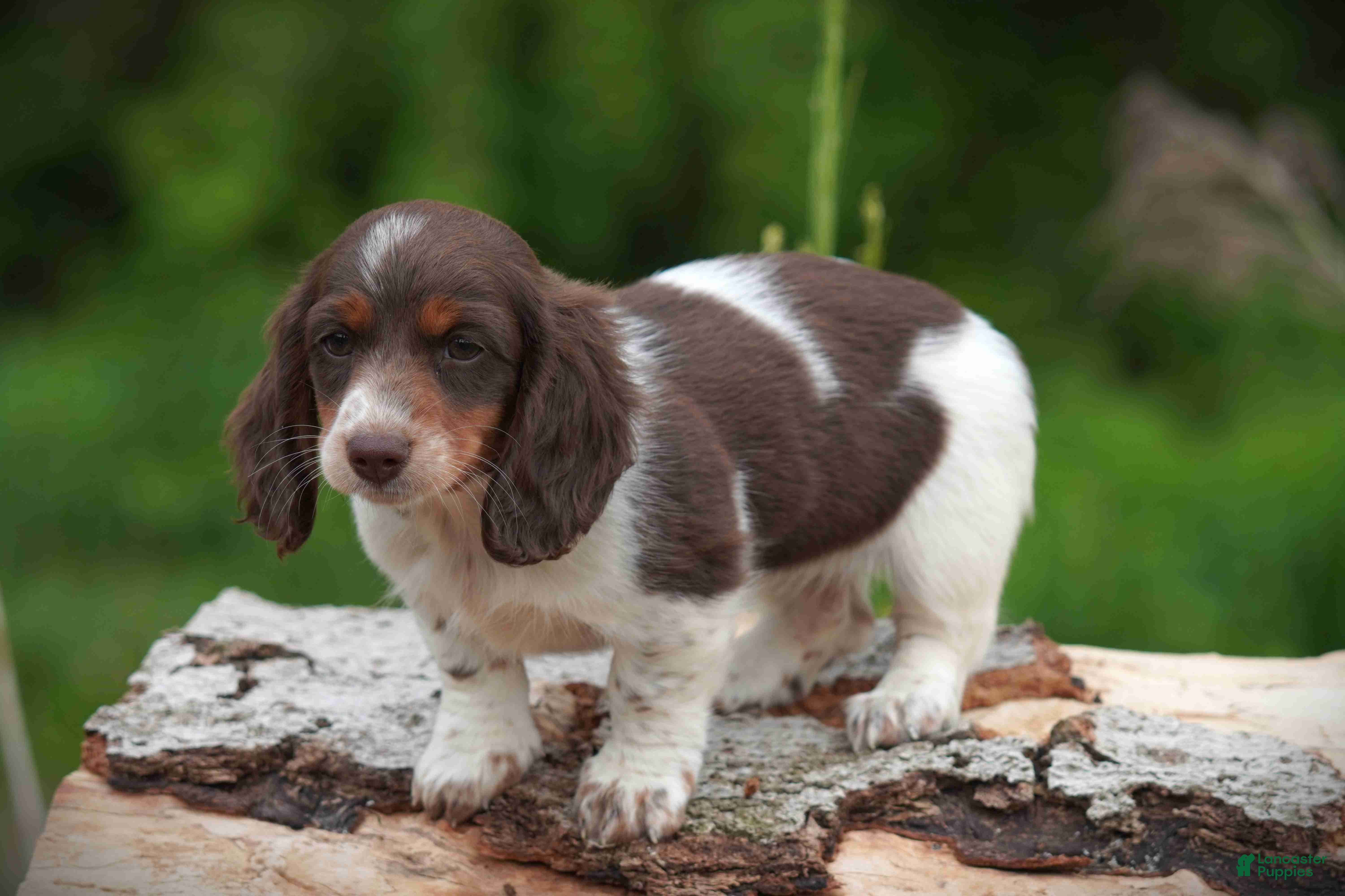 Miniature Dachshund dogs Mandi - Ad 2