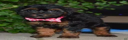 Shihpoo dogs for sale: Sunny - Ad 13