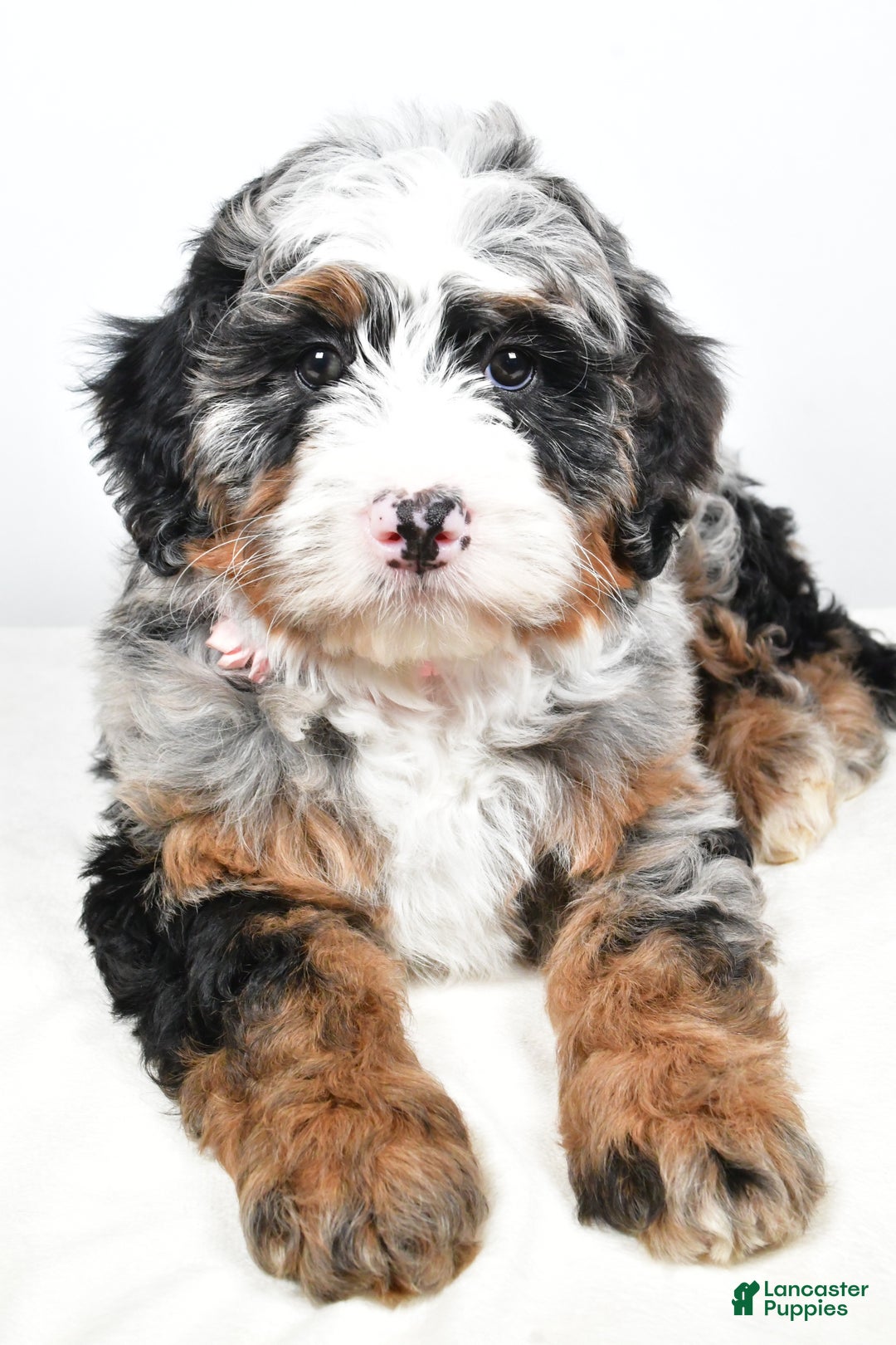 Mini Bernedoodle dogs for sale: Charlotte - Ad 4