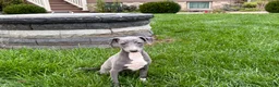 Italian Greyhound dogs for sale: Sadie  - Ad 8