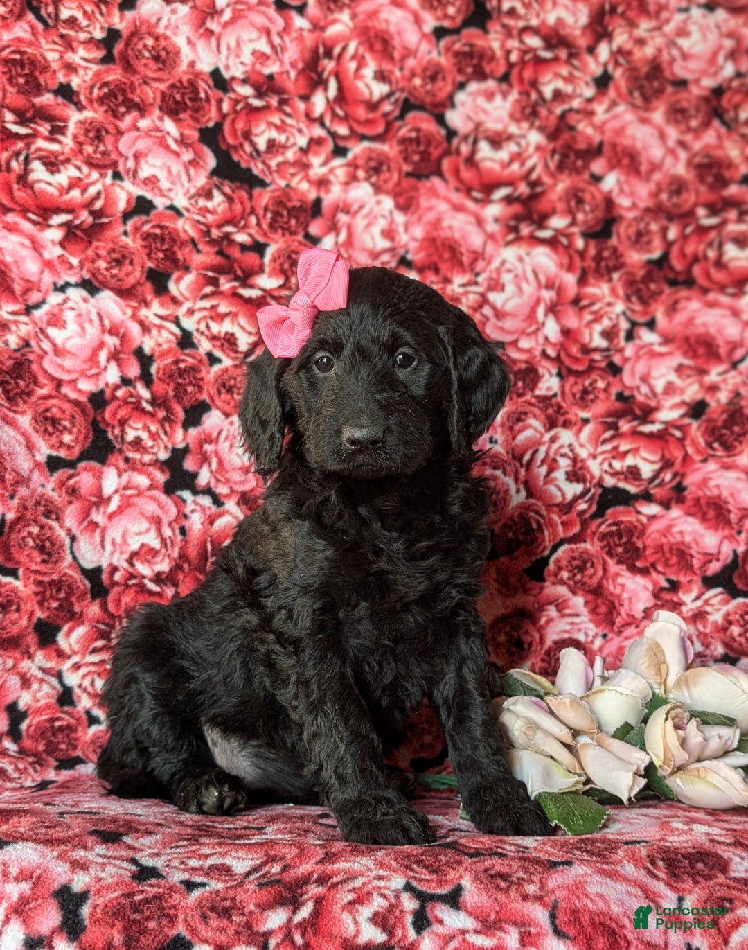 Goldendoodle dogs for sale: Felicia Standard size Hypoallergenic - Ad 3