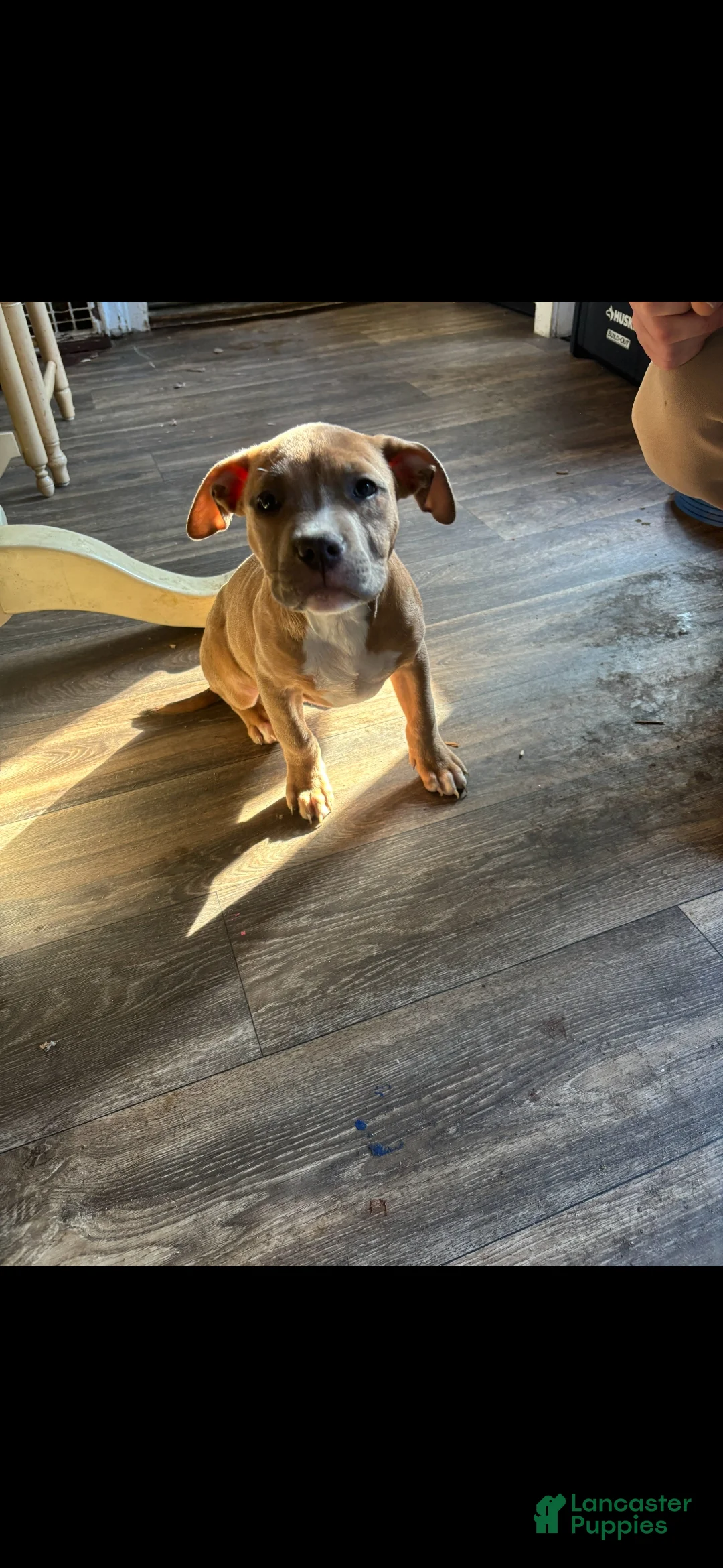 American Bully dogs for sale: American Bully Puppy 6 - Ad 1