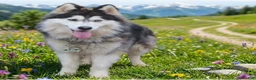Siberian Husky dogs for sale: Wooly Leo - Ad 6