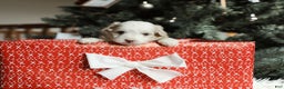 Mini Aussiedoodle dogs for sale: Tillie - Ad 2