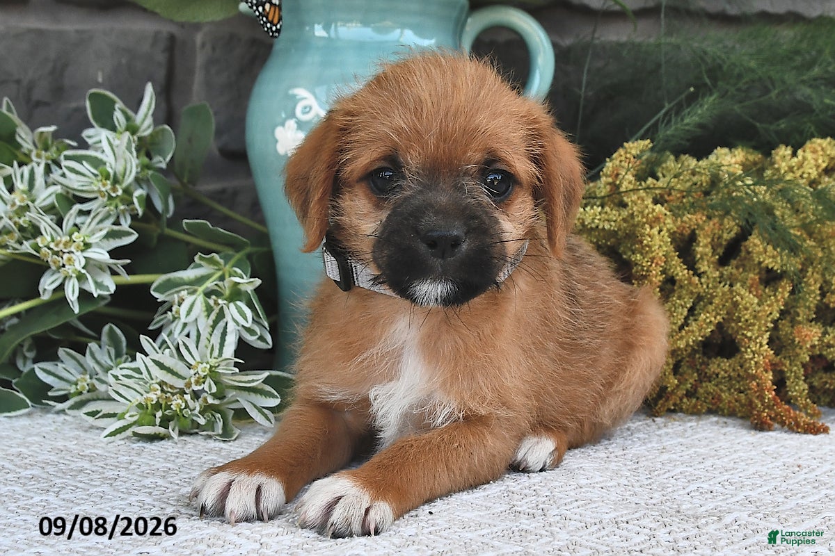 Mixed Breed dogs Peanut  - Ad 2