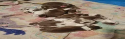 Australian Shepherd dogs for sale: Australian Shepherd 4 - Ad 6