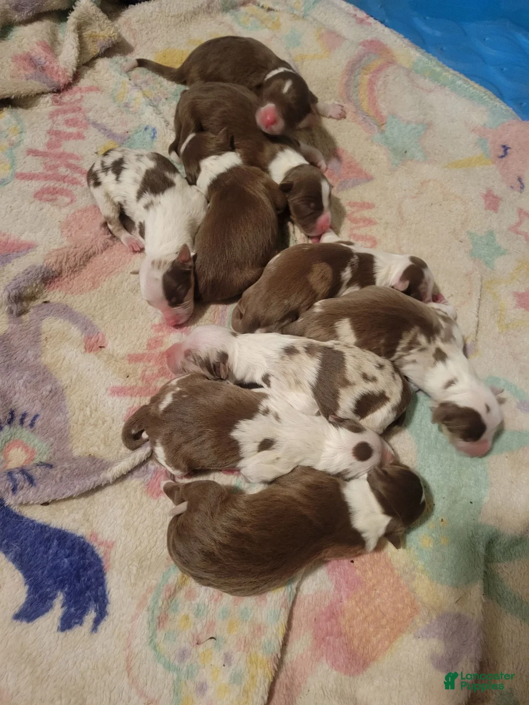 Australian Shepherd dogs for sale: Australian Shepherd 4 - Ad 6