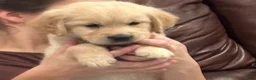 Golden Retriever dogs for sale: Golden Retriever 5 - Ad 18
