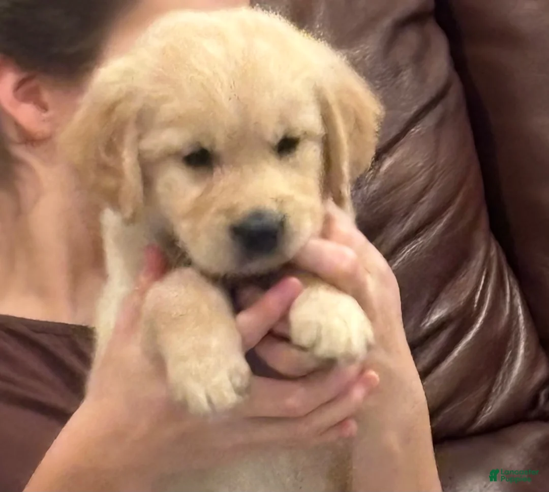 Golden Retriever dogs for sale: Golden Retriever 5 - Ad 18