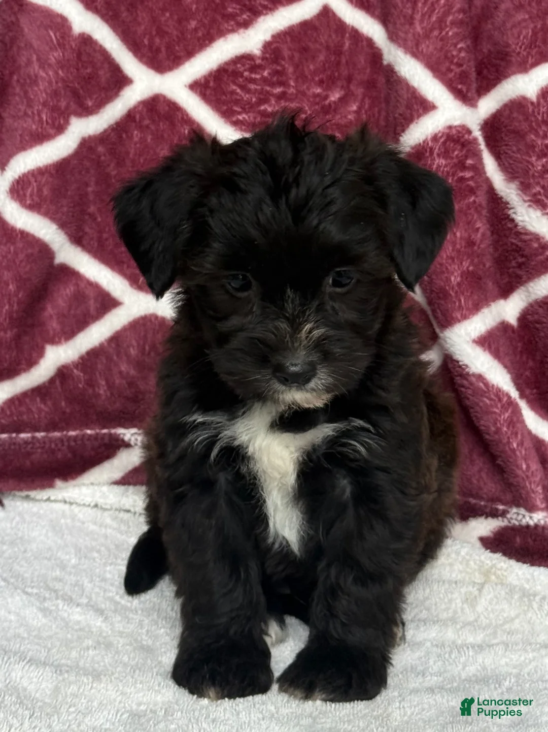 Yochon dogs for sale: Bear - Ad 2