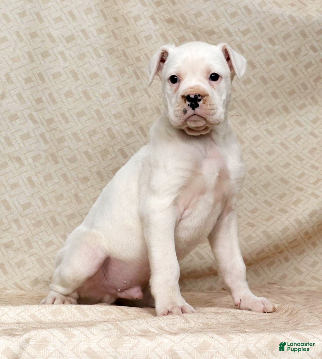 Boxer dogs for sale: Alex - Ad 8