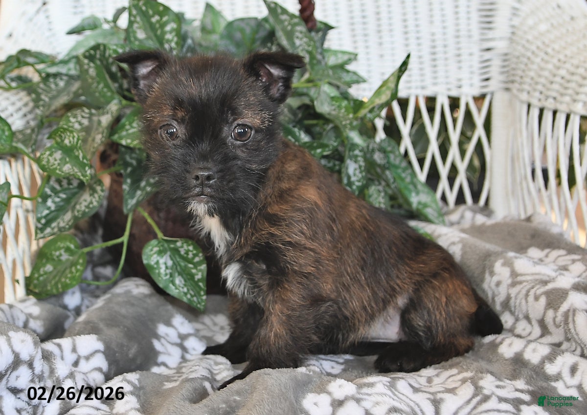 Mixed Breed dogs Noelle - Ad 2