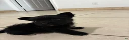 Mixed Breed dogs for sale: Mixed Breed 2 - Ad 3