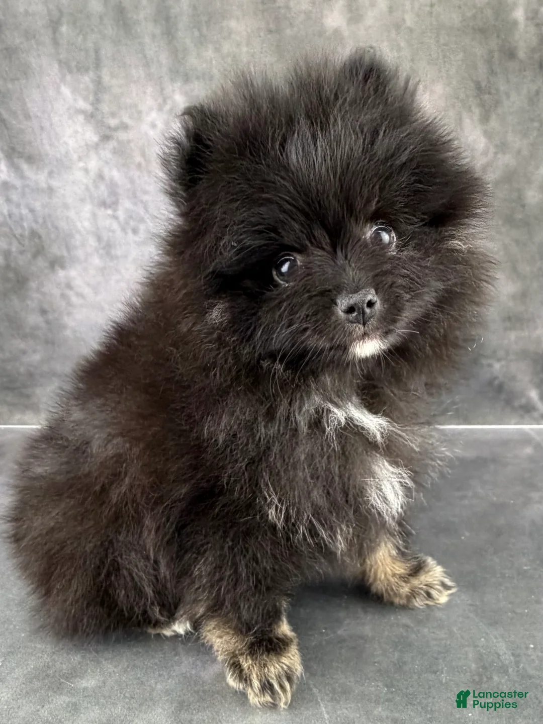 Pomeranian dogs for sale: Teddy - Ad 5
