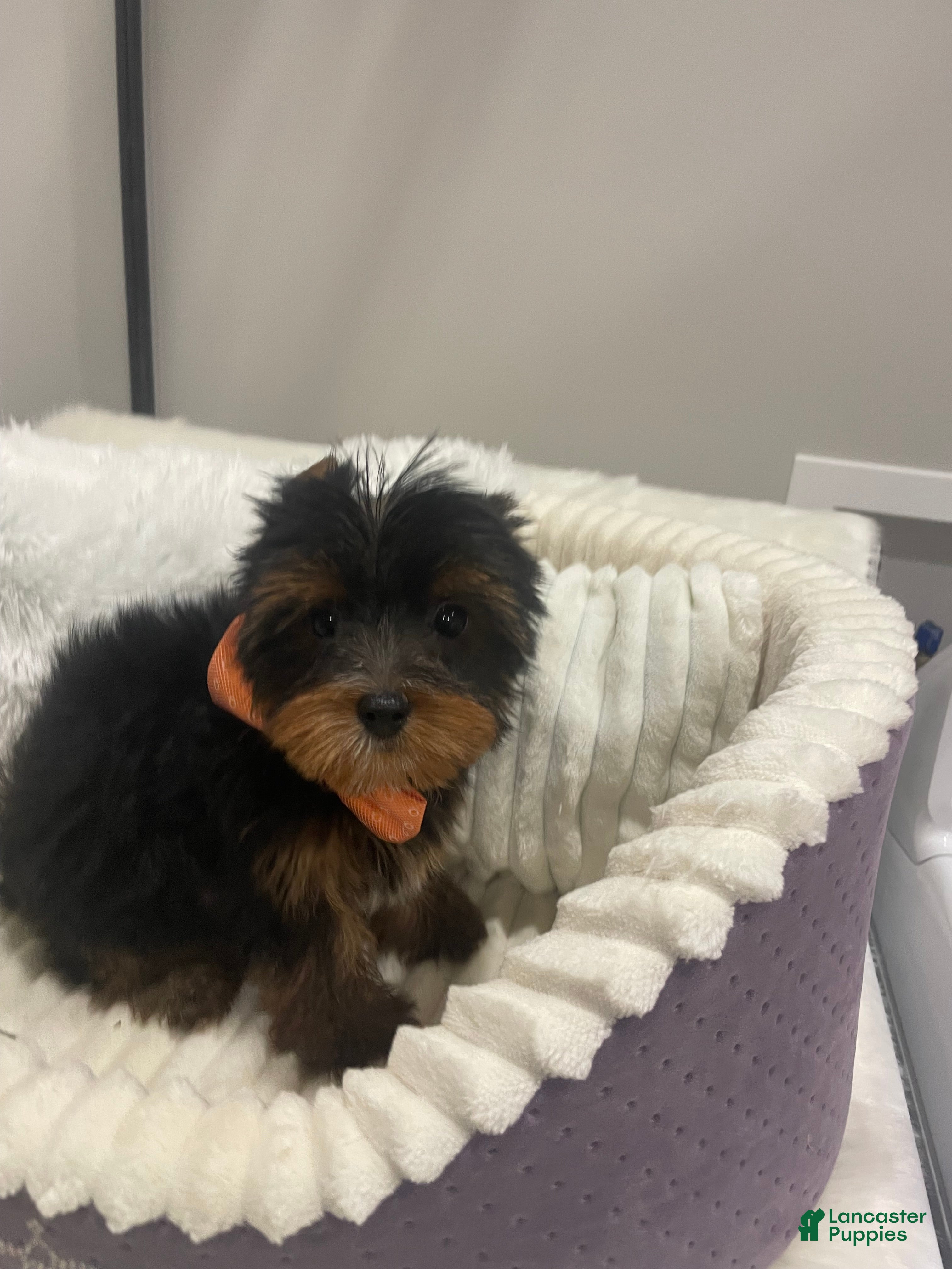 Yorkshire Terrier dogs Yorkshire Terrier 3 - Ad 11