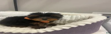 Yorkshire Terrier 3