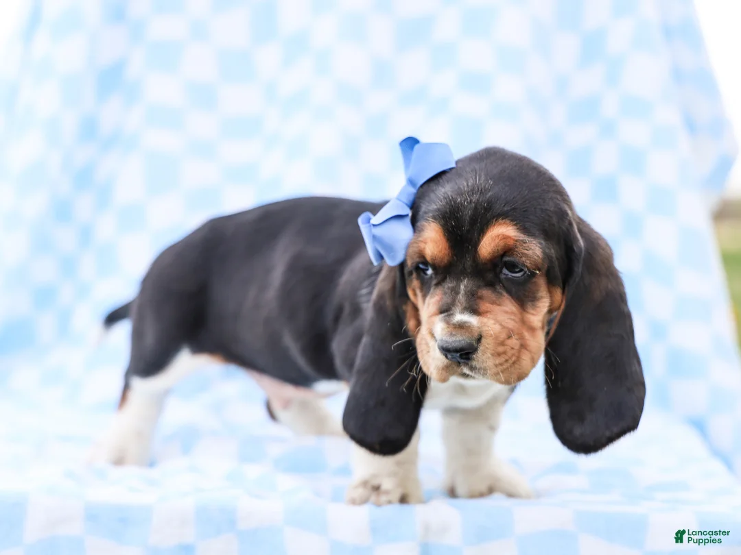 Basset Hound dogs for sale: Edgar Purebred Basset Hound Pup - Ad 5