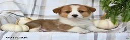 Welsh Corgi Pembroke dogs for sale: Thunder - Ad 3