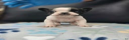 French Bulldog dogs for sale: French Bulldog Puppy 3 - Ad 1