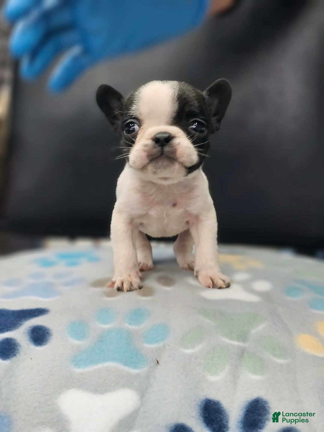 French Bulldog dogs for sale: French Bulldog Puppy 3 - Ad 1