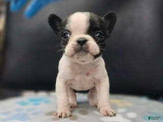 French Bulldog dogs French Bulldog Puppy 3 - Ad 4