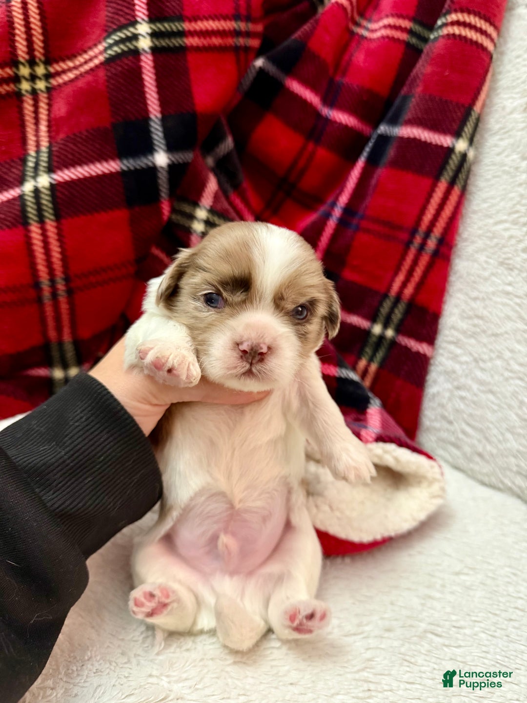 Shihpoo dogs for sale: Beau - Ad 15