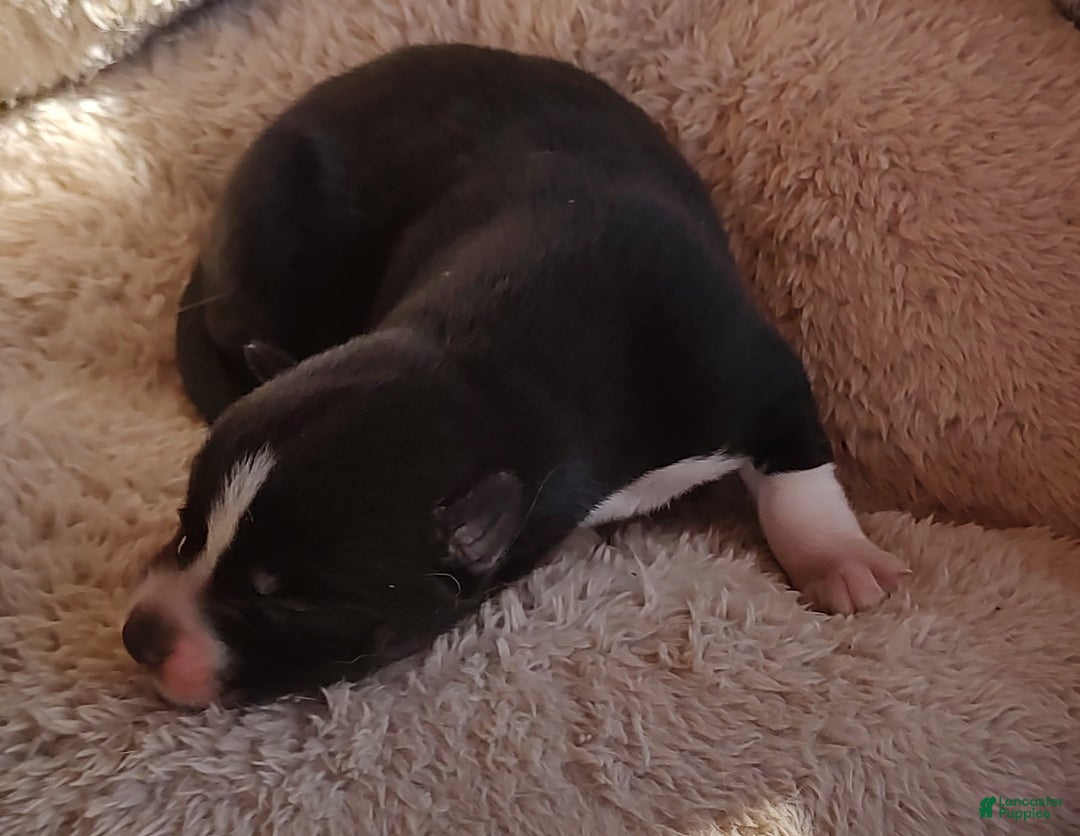 Siberian Husky dogs for sale: Siberian Husky Puppy 6 - Ad 4