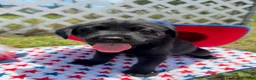 Labrador Retriever dogs for sale: Sparky - Ad 1