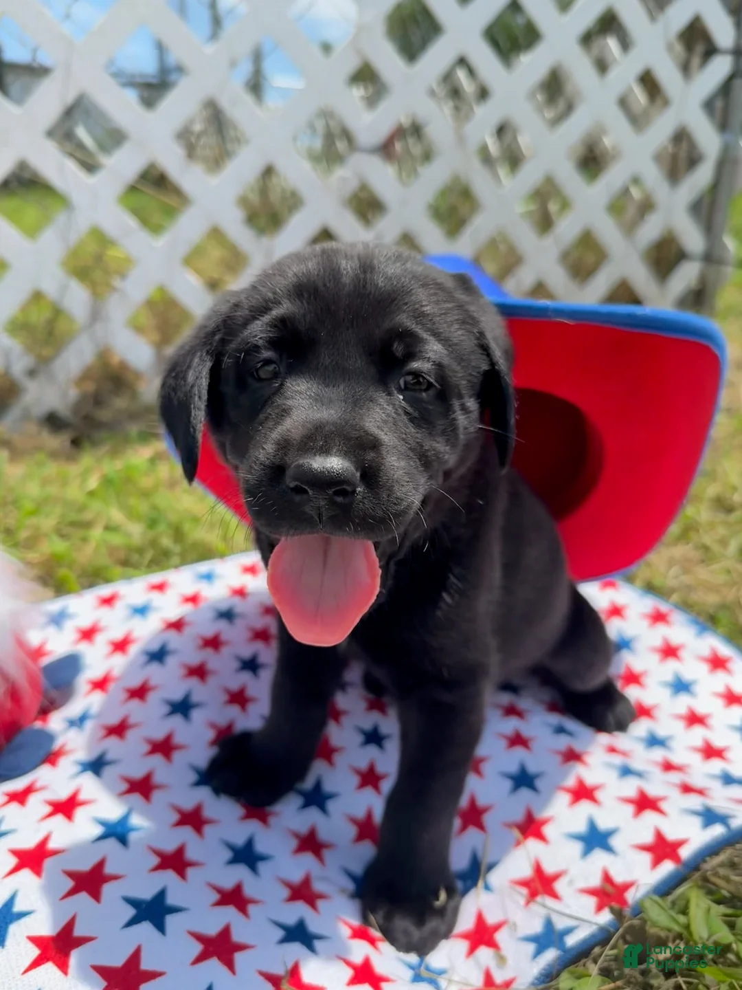Labrador Retriever dogs for sale: Sparky - Ad 1