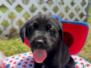 Labrador Retriever dogs for sale: Sparky - Ad 3
