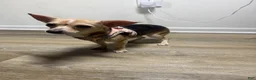 Chihuahua dogs for sale: Nova - Ad 2