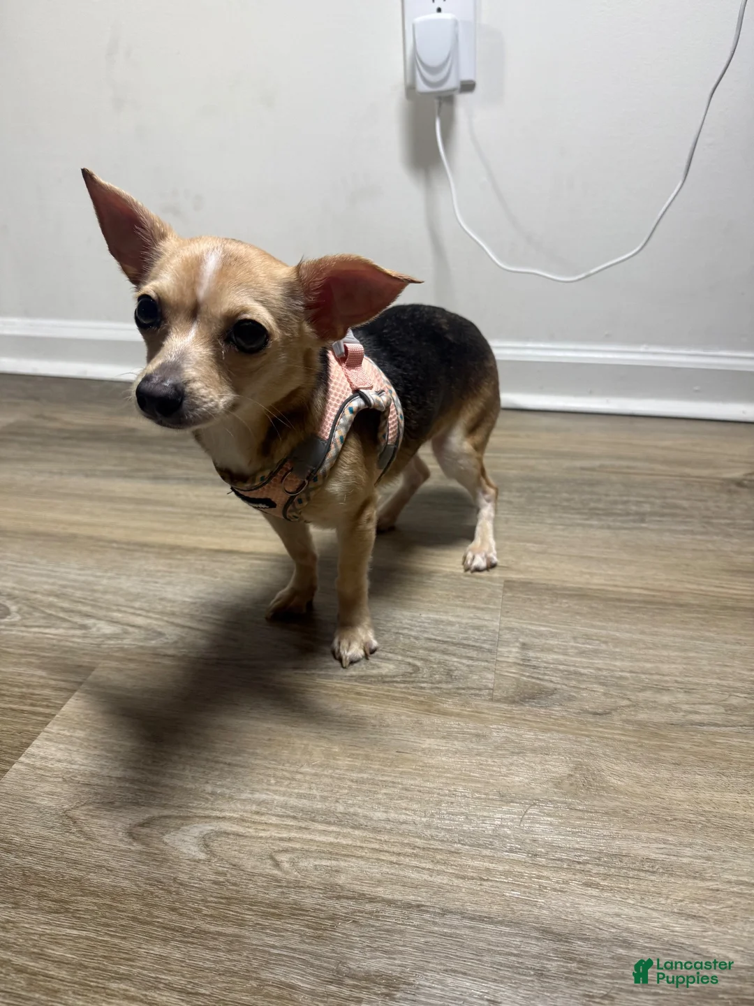 Chihuahua dogs for sale: Nova - Ad 2
