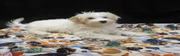 Maltipoo dogs for sale: Saxen - Ad 5