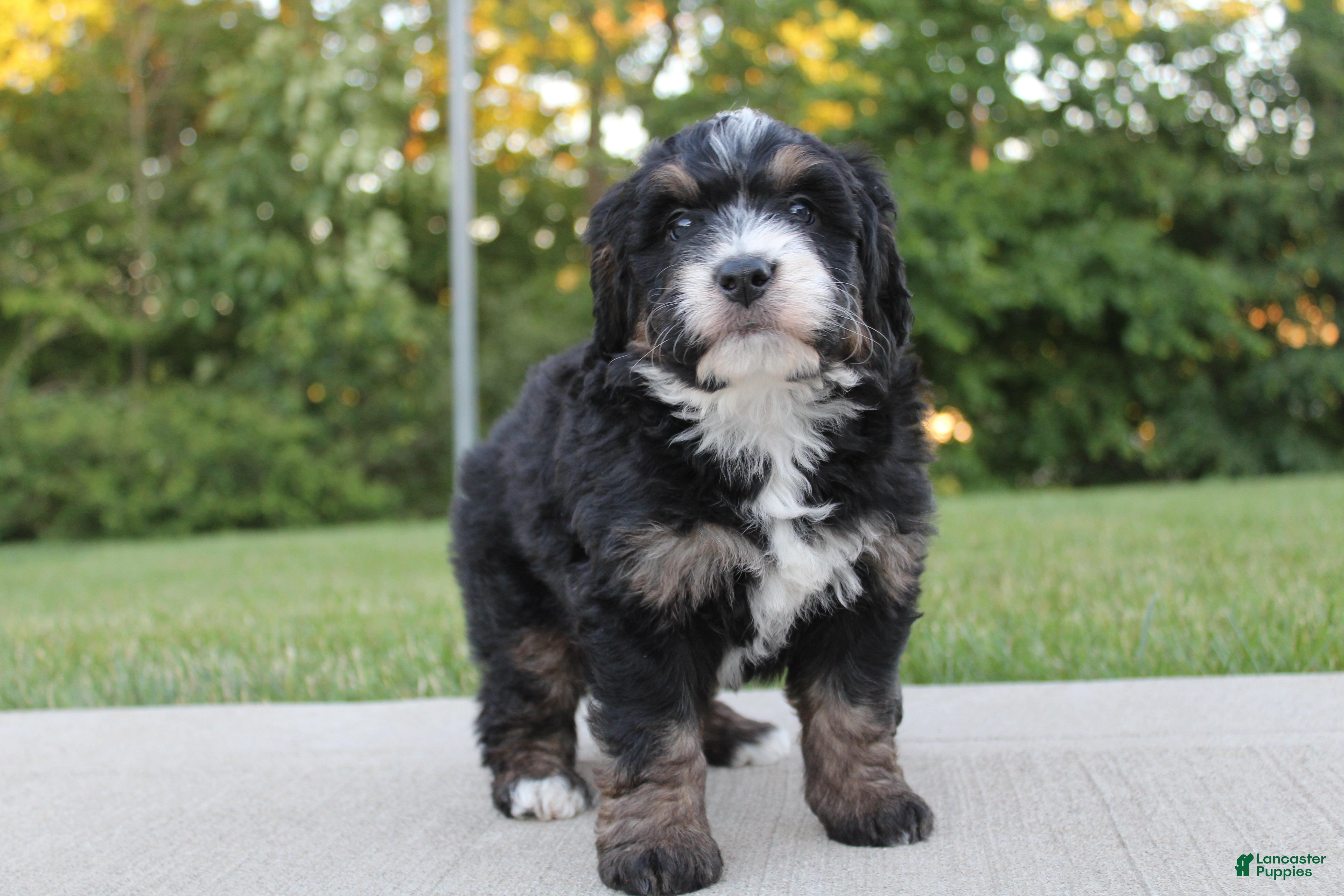 Mini Bernedoodle dogs Cooper - Ad 2