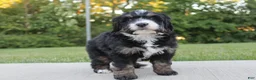 Mini Bernedoodle dogs for sale: Cooper - Ad 2